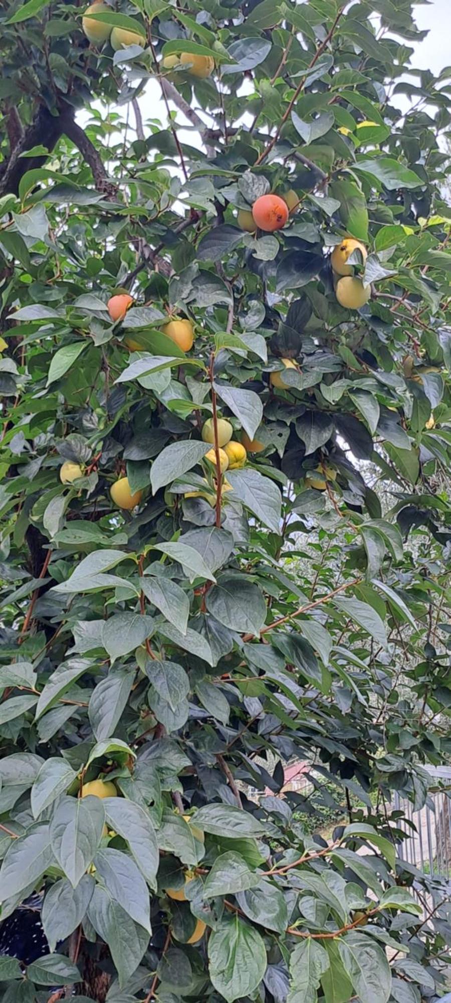 Appartamento Ciclamino Malcesine Bagian luar foto
